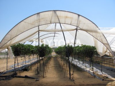 Cultivo hidropónico de fruto de fresa